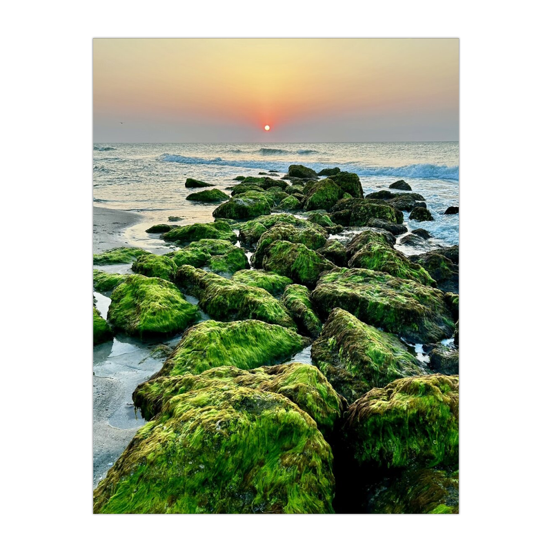 Coquina Rocks — Fort Fisher, NC — Wood Print
